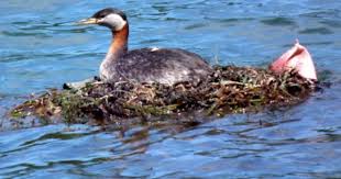 Birds Of Eastern Washington State Bird Lady Blog By Sherrie Steele Birds List Of Birds Nature