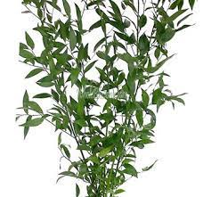 Fresh italian ruscus has full, thick green leaves with pointed ends—making them a wonderful filler in any floral arrangement. Pin On Florist Flowers