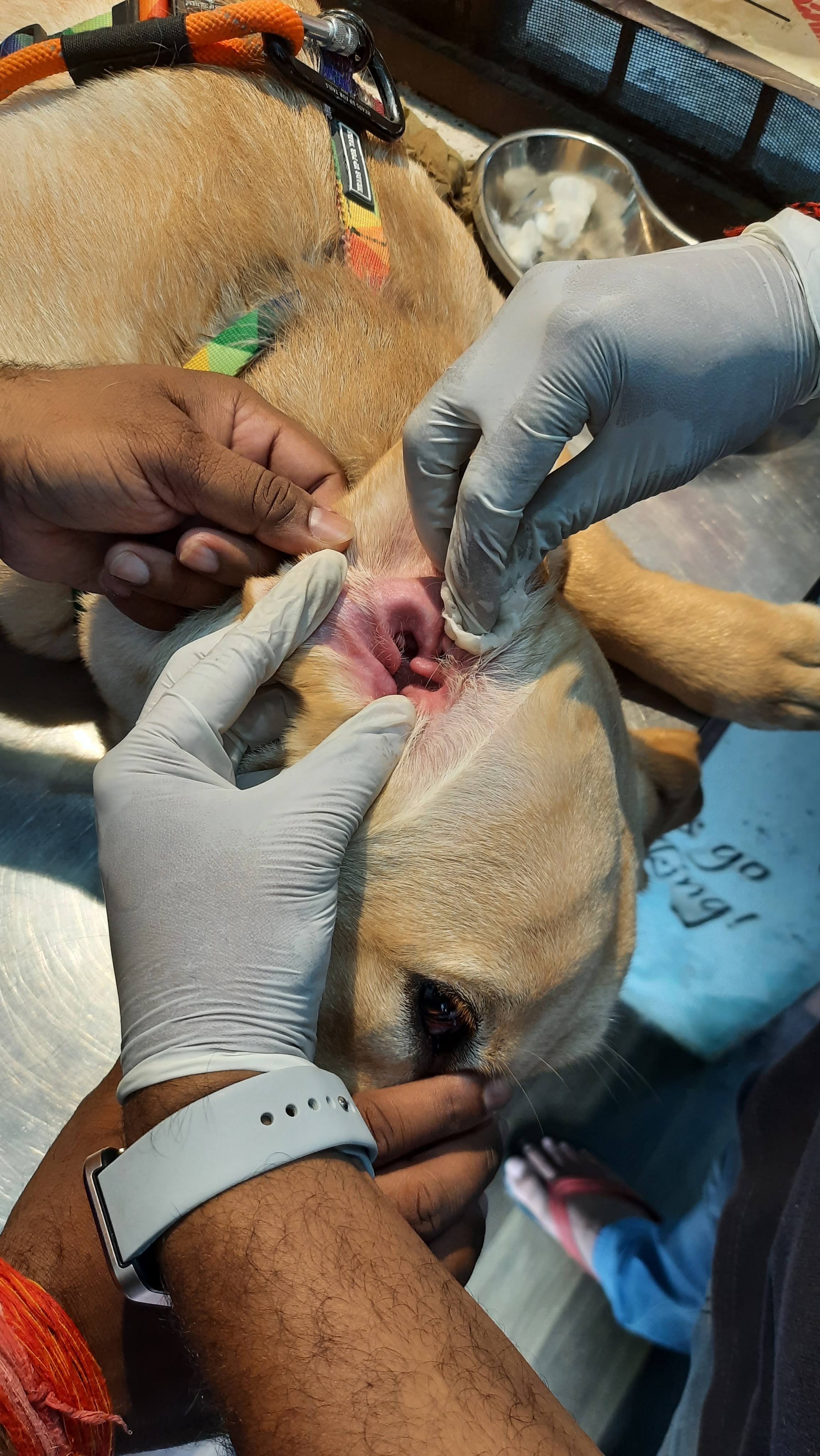 Ear Cleansing Procedure product image