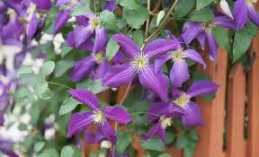 Image result for Clematis costata