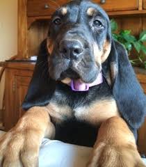 Full blooded akc bloodhound puppies for sale to good homes. Bloodhound Puppies For Sale Lawrenceville Ga 292470