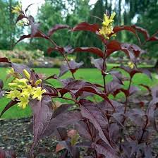 Image result for Dewevrella