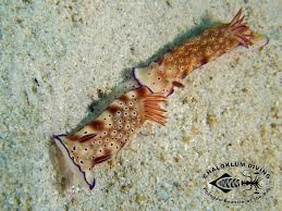 Image result for Dyschoriste trichocalyx