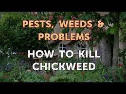 Supplements and other internal options. How To Kill Chickweed Youtube