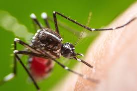 Het centrum infectieziektebestrijding en de universiteit wageningen doen onderzoek naar de aziatische. Steekmug Herkennen In 3 Stappen