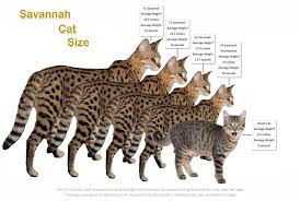 Savannah cats are a spotted domestic cat breed started in the 1980's. Savannah Cat Size Savannah Size Compared To Domestic Cat