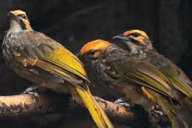 Maybe you would like to learn more about one of these? Pakan Yang Disukai Burung Cucakrawa Artikel Pertanian Terbaru Berita Pertanian Terbaru