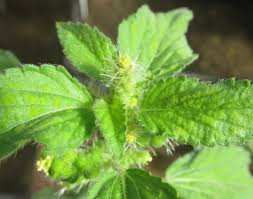 Image result for Acalypha lanceolata