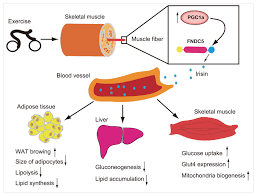 The political constructivist oskar nerlinger 10/02/2021. Frontiers Irisin A New Code Uncover The Relationship Of Skeletal Muscle And Cardiovascular Health During Exercise Physiology