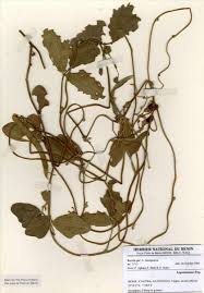 Image result for Nesphostylis holosericea