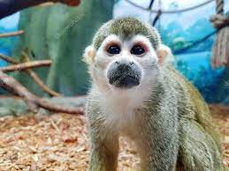 Saimiri Sciureus Close Up Of A Common Squirrel Monkey With Big Stock P Sponsored Close Common Saimiri Sciur Squirrel Monkey Squirrel Save Animals