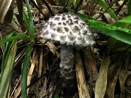 Image result for Strobilomyces strobilaceus