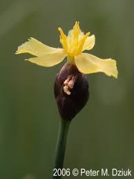 Image result for Xyris straminea