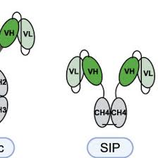 PDF) Tumor-Homing Antibody-Cytokine Fusions for Cancer Therapy
