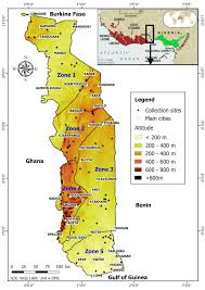 Image result for Selaginella cathedrifolia