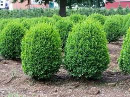 Planting Dwarf Evergreen Shrubs Evergreen Shrubs Bushes And Shrubs Shrubs For Landscaping