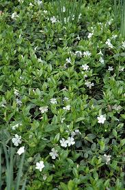 Image result for Vinca minor
