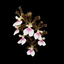 Image result for Buchnera randii