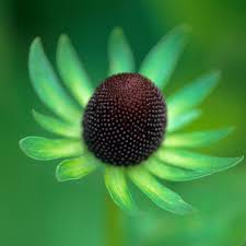 The rolled petals create a spiky burst of color. Rudbeckia Green Wizard J Parker Dutch Bulbs
