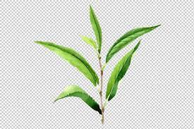 Tea Leaf Png Watercolor Set Tea Leaves Illustration Leaf Illustration Tea Leaves
