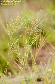 Image result for Aristida bipartita