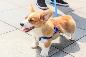 The cheapest offer starts at £120. 10 Best Corgi Rescues For Adoption 2021 Our Top 10 Picks