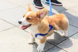 Click here to view corgi dogs in iowa for adoption. 10 Best Corgi Rescues For Adoption 2021 Our Top 10 Picks