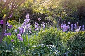 Cottage Garten Iris Pallida Allium Bux Felsenbirne Gartenblog Geniesser Garten Die Schonsten Pflanzenkombinatione Pflanzen Gartenplanung Garten Pflanzen