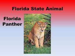 Beaches, disney world, daytona 500, cypress gardens, nasa space center, everglades national forests: Florida State Symbols Florida State Flag Florida State Animal Florida Panther Ppt Download