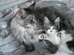 Furtastic Maine Coons Home Facebook