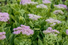 Wondering how to grow sedum or stonecrop? Sedum Plant Care Growing Guide