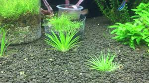 Image result for Eriocaulon schimperi