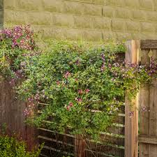 Clematis is a popular perennial climber hardy in usda hardiness zones 4 through 8. Sweet Summer Love Clematis X Proven Winners