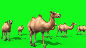 What if we have 1000. 58 Camel Green Screen Stock Videos Royalty Free Camel Green Screen Footage Depositphotos