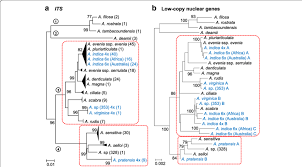 Image result for Aeschynomene sp. B