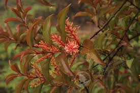Image result for Helixanthera