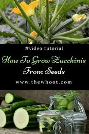 Growing Zucchinis From Seeds Video Gartenarbeit Garten Zucchini