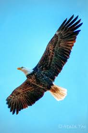This stock illustration set includes eagles flying, landing and standing. Eagle In Flight By Nature Spirit Photographer Atala Toy