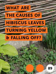 Learn What Are The Causes Of Hibiscus Leaves Turning Yellow Falling Off How To Guides Tips And Tricks Hibiscus Leaves Plant Leaves Turning Yellow Hibiscus Plant