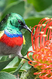 Garden Small Birds Of South Africa Cape Town South Africa Africa Tour Cape Town Africa