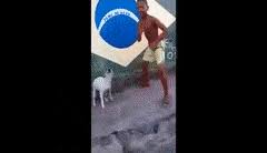 The best gifs for fat dog for midterms. Top 30 Fat Dog Gifs Find The Best Gif On Gfycat