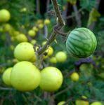 Image result for Solanum campylacanthum 'panduriforme type'