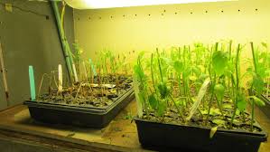 Pathogens affect almost all cash crops and cause a significant reduction intriguing evidence suggest that the induced mutagenesis is a promising and viable approach to develop resistant cultivars. Disease Resistance Building Blocks For Healthy Vegetable Crops Greenhouse Product News