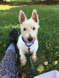 1,003 likes · 2 talking about this. Cleveland Westie Rescue Home Facebook