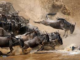 Maasai Mara Migration Wildlife Migration Download Wallpaper 1600 X 1200 Pixels Wildebeest Wildlife Safari Nature Animals