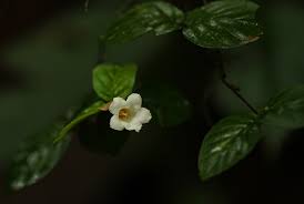 Image result for Mostuea