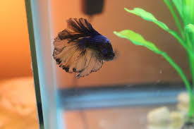 Order male paradise bettas online with next day shipping! Paradise Betta What Is My Betta Actually Betta Fish Forum 298089
