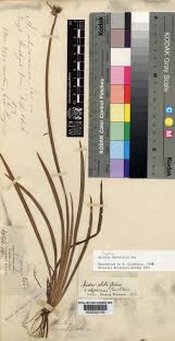 Image result for Aristea abyssinica