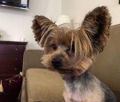 Modeling Days Percy Percy Big Ear Yorkie Facebook