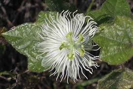 Image result for Passiflora foetida